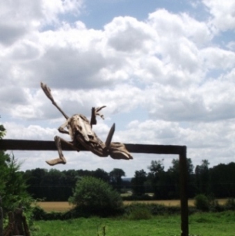 oiseau sautant1.JPG